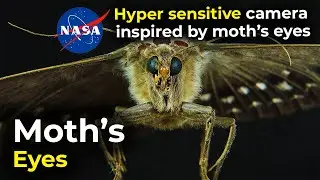 Moth's eyes | hyper sensitive camera from NASA inspired by the moth's eye