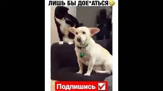 Лишь Бы Доеб@ться🤣🤣🤣#мемасики#мемы#мем#прикол#орунемогу#цешо#юмор#шутки#смех#видос#тикток#жиза#mem
