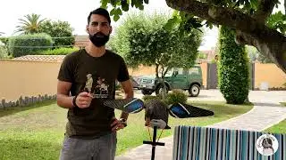 Germano motorizzato Lucky Duck HD