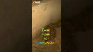 Ежик ушел по-французский