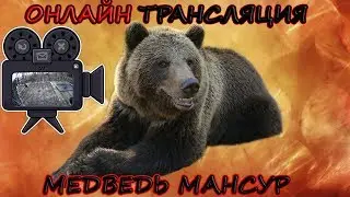 Медведь Мансур - 6 камер в эфире 🎥 6-cam Live Mansur bear
