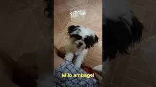 Si milo ambagel