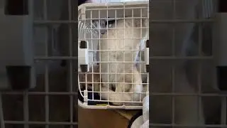 사이 안 좋은 고양이 친해지게 하는 방법