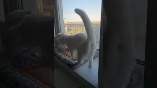 Маиза и Руна