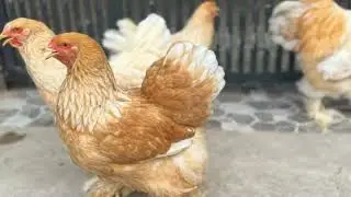 Exploring a Poultry Farm: Harmony of Nature and Livelihood