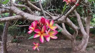 Andromeda Botanical Gardens, Barbados (4K + Binaural audio)
