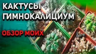 Кактус Гимнокалициум. Gymnocalycium. Обзор моих кактусов. Уход за кактусом.