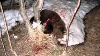 Ужас! медведи людоеды атакуют Камчатку m2p