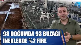 98 Doğumda 93 Buzağı - İneklerde %2 Fire / Davut Karaman Kalem Kalem Açıklıyor / Verimli Çiftlikler
