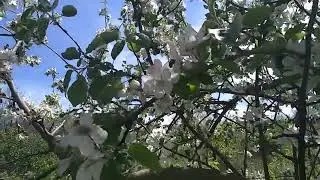 Яблуні цвітуть і хорошо тут в общем