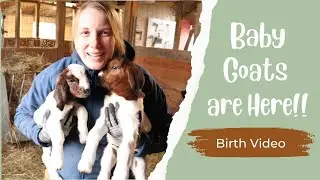 Baby Goats are Here - Birth Video