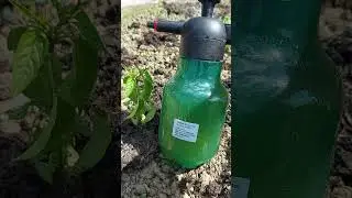 Insecticid natural impotriva afidelor
