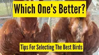 Tips For Selecting The Best Birds