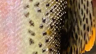 Hardest & Smallest fish too catch (Mill Creek, Missouri) #shorts