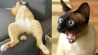 Funny Cat And Dog||Try Not To Laugh||Inspired By @Pets Land