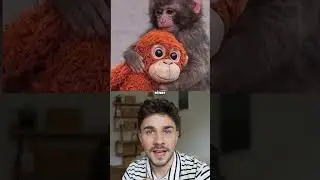 Punch das Affenbaby 