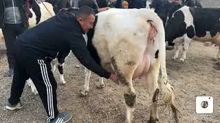 CHEMPION BOZOR YANGIQO’RG’ON CHORVA BOZORI 🔥JUDA ARZON BO’LDI BOZOR BUGUN