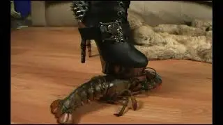 N18 Bug Crush Teaser -  Black Boots and Lobsters