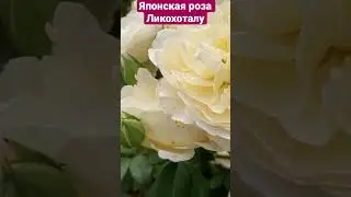 Японская роза Ликохоталу