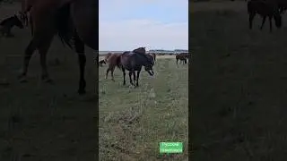 Испытание электро пастуха на лошадях #лошади #horse