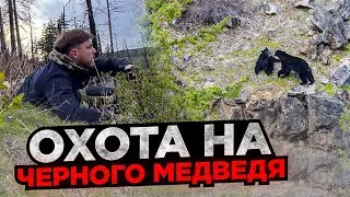 Охота на черного медведя или барибал в США