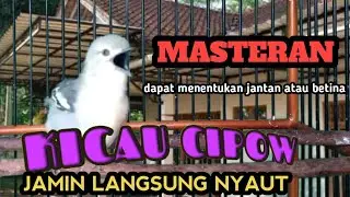 🔴PANCINGAN WAJIB SIRTU UNTUK MENENTUKAN JANTAN ATAU BETINA‼️
