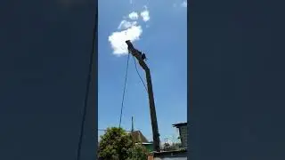 fall from coconut tree