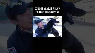 자기소개 때부터 심상찮던 막내 구조견 결국 저지른 장난 #shorts