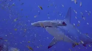 Hummerhead shark