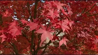 Birmingham Botanical Gardens Autumn Foliage Vlog