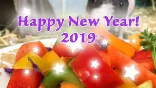Guinea Pigs - Happy New Year!