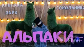 Альпака Парк в Сокольниках