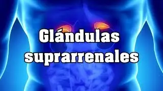 Glándulas suprarrenales