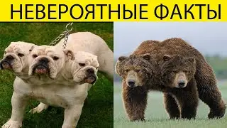НЕВЕРОЯТНЫЕ ФАКТЫ О РОССИИ #ФАКТЫ