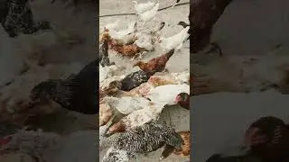 КУРЫ