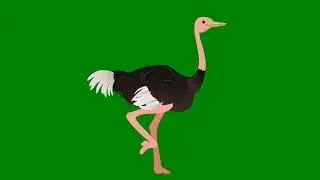 green screen girls run | parrot fly green screen | Ostrich Run green screen | green screen video
