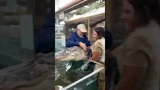 Carrying a 200 Pound Gator back into his Enclosure😅