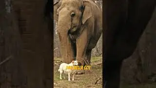 Why was this elephant mourning?  #touchingstories #animals