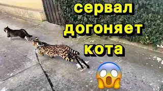 Нарезка с дня домашнего сервала 😚