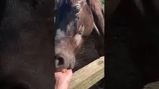 Trying to Feed a Horse #horse #horses #horselover #feeding #farm #farmanimals #farmanimal #bite