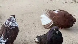 Melitopol pigeons. What are we striving for?