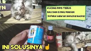 OBAT APOTEK UNTUK KUCING KENCING TERUS DAN G MAU MAKAN ( INFEKSI SALURAN KENCING )