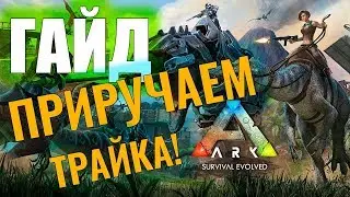 КАК ПРИРУЧИТЬ ТРАЙКА? 