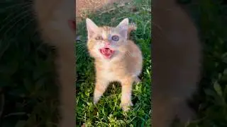 cat video ! cat voice ! cat sound ! cat meowing 