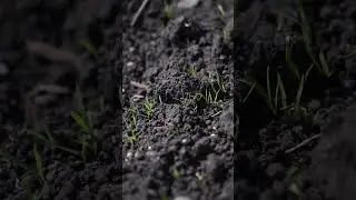 Как взошла морковь из носка ☘ Семена в ленте хуже ☘ Ждём результат