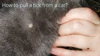 How to pull a tick from a cat? Как мы вытащили клеща у кота вилкой.