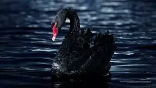 HUAWEI P60 Pro