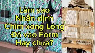 Tuấn Linh hướng dẫn cách nhận định Chim Chào mào xong lông và vào Form