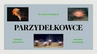 #20 Parzydełkowce - budowa, charakterystyka 🌊 matura rozszerzona z biologii - liceum ✅