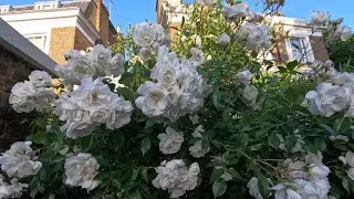David Austin Rose